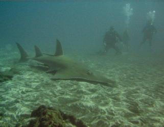 Requin Guitare - Ecole de Plong&eacute;e Fran&ccedil;aise Toulouse
