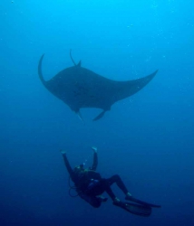Manta Birostris - Ecole de Plong&eacute;e Fran&ccedil;aise Toulouse