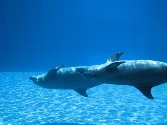Dauphins - Ecole de Plong&eacute;e Fran&ccedil;aise Toulouse