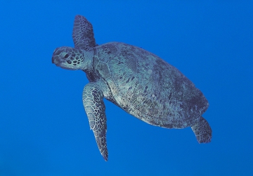Tortue verte - Ecole de Plong&eacute;e Fran&ccedil;aise Toulouse