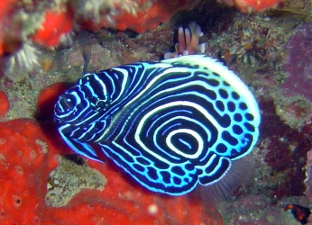 Poisson ange juvenile - Ecole de Plong&eacute;e Fran&ccedil;aise Toulouse